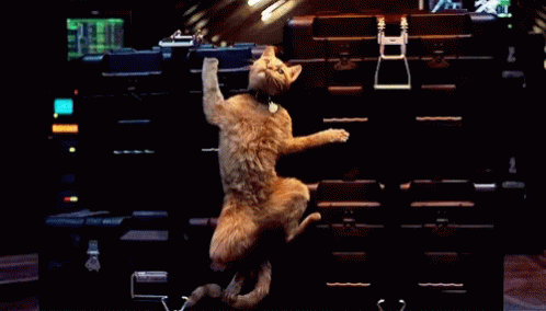 A Cat Is Standing On Its Hind Legs In Front Of A Row Of Boxes GIF