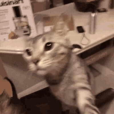 A Cat Is Standing On Its Hind Legs In Front Of A Table And Looking At The Camera . GIF