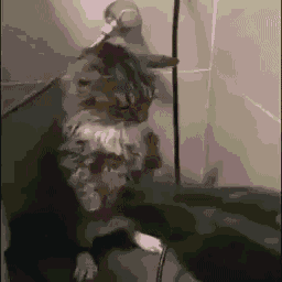 A Cat Is Standing On Its Hind Legs In Front Of A White Wall . GIF