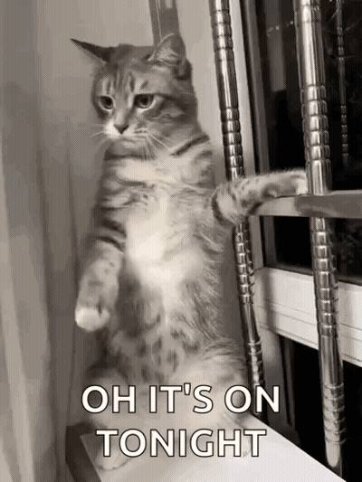 A Cat Is Standing On Its Hind Legs In Front Of A Window And Says `` Oh It 'S On Tonight '' . GIF