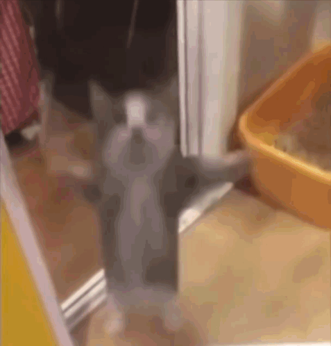 A Cat Is Standing On Its Hind Legs In Front Of An Orange Litter Box . GIF