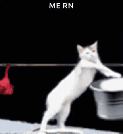 A Cat Is Standing On Its Hind Legs In Front Of Clothes Hanging On A Line . GIF