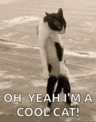 A Cat Is Standing On Its Hind Legs On A Beach And Saying `` Oh Yeah I 'M A Cool Cat ! '' GIF