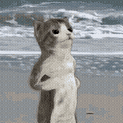 A Cat Is Standing On Its Hind Legs On A Beach Looking At The Ocean . GIF