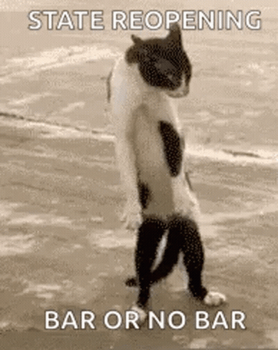 A Cat Is Standing On Its Hind Legs On A Beach With A Caption That Says `` State Reopening Bar Or No Bar '' . GIF