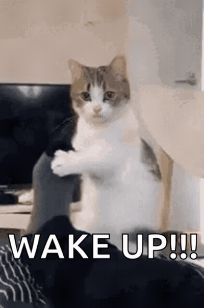 A Cat Is Standing On Its Hind Legs On A Bed With The Words `` Wake Up !! '' Written On It . GIF