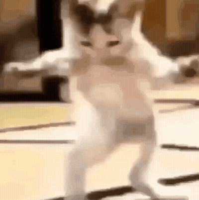 A Cat Is Standing On Its Hind Legs On A Carpet . GIF