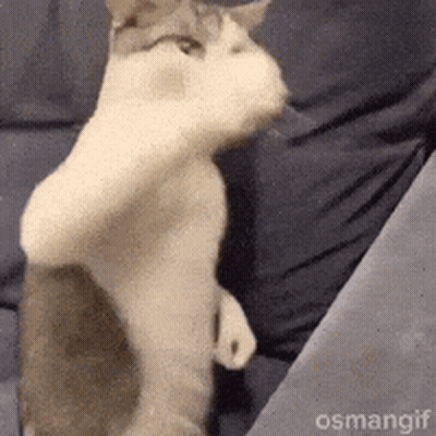 A Cat Is Standing On Its Hind Legs On A Couch And Looking At Something . GIF