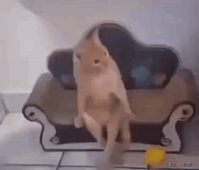 A Cat Is Standing On Its Hind Legs On A Couch . GIF