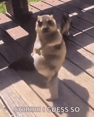 A Cat Is Standing On Its Hind Legs On A Deck . GIF