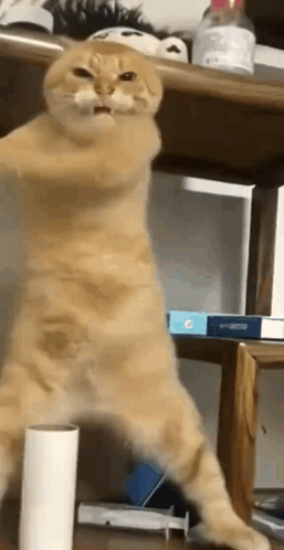 A Cat Is Standing On Its Hind Legs On A Table Next To A Toilet Paper Roll . GIF