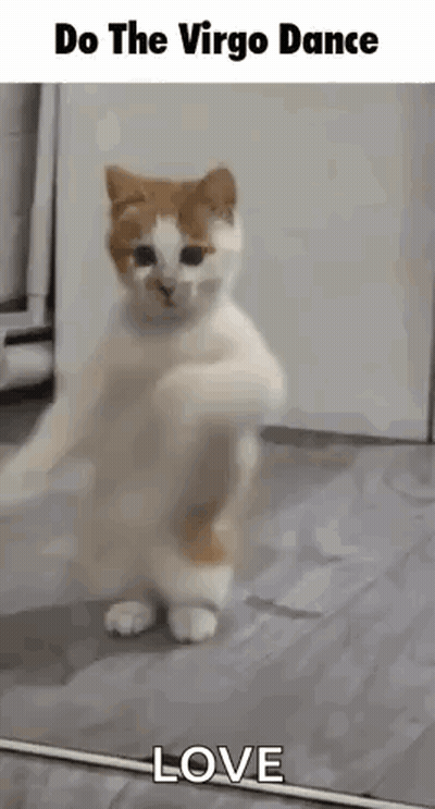 A Cat Is Standing On Its Hind Legs On A Tiled Floor . GIF
