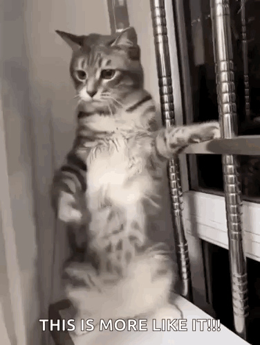 A Cat Is Standing On Its Hind Legs On A Window Sill And Looking Out The Window . GIF
