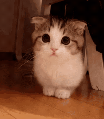 A Cat Is Standing On Its Hind Legs On A Wooden Floor . GIF