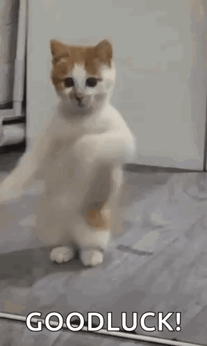 A Cat Is Standing On Its Hind Legs On The Floor And Says `` Good Luck '' . GIF