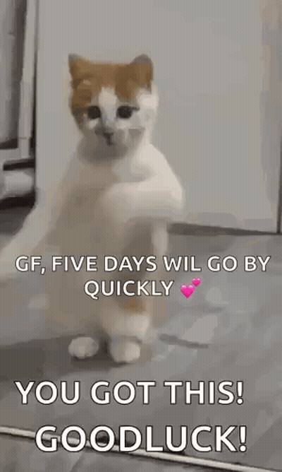 A Cat Is Standing On Its Hind Legs With A Message That Says `` You Got This ! Goodluck ! '' GIF