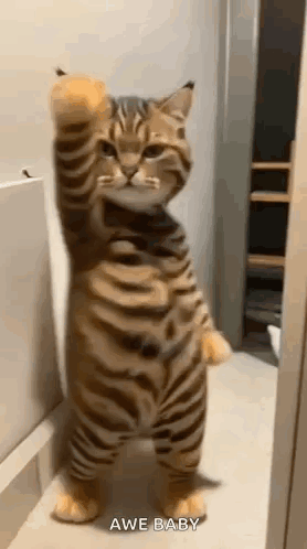 A Cat Is Standing On Its Hind Legs With Its Paws Up In A Bathroom . GIF