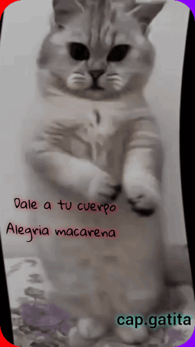 Cat Standing With Dale A Tu Cuerpo Alegria Macarena GIF