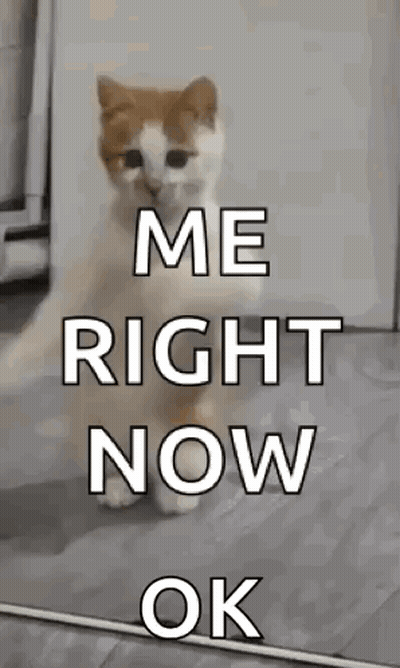 A Cat Is Standing On Its Hind Legs With The Words `` Me Right Now Ok '' Written On It . GIF