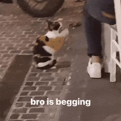 A Cat Is Standing On The Sidewalk Next To A Person 'S Legs . GIF