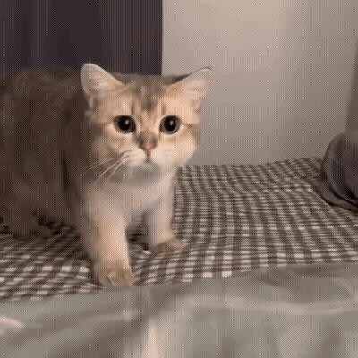 A Cat Is Standing On Top Of A Bed Looking At The Camera . GIF