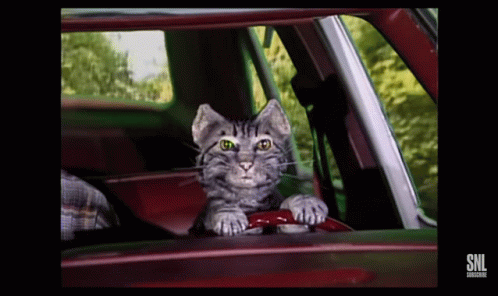 A Cat Is Sticking Its Head Out Of A Car Window With The Snl Logo On The Bottom Right GIF
