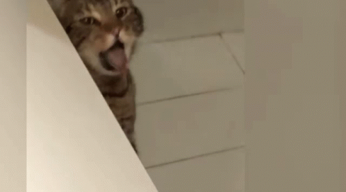 A Cat Is Sticking Its Tongue Out While Standing On A Staircase . GIF