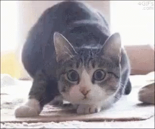 A Cat Is Stretching Its Legs On A Cardboard Box On The Floor . GIF