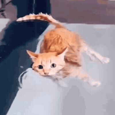 A Cat Is Swimming In A Bathtub With A Person Holding Its Tail . GIF