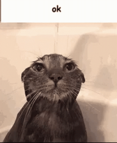 A Cat Is Taking A Bath In A Bathtub And Looking At The Camera . GIF