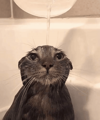 A Cat Is Taking A Bath In A Bathtub And Water Is Being Poured On It GIF