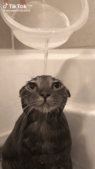 A Cat Is Taking A Bath In A Tub With Water Being Poured Into It 'S Face GIF