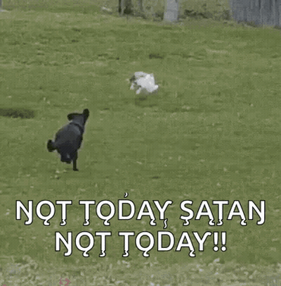 A Cat Is Walking Across A Wooden Fence With The Words Not Today Satan Not Today Written On It . GIF
