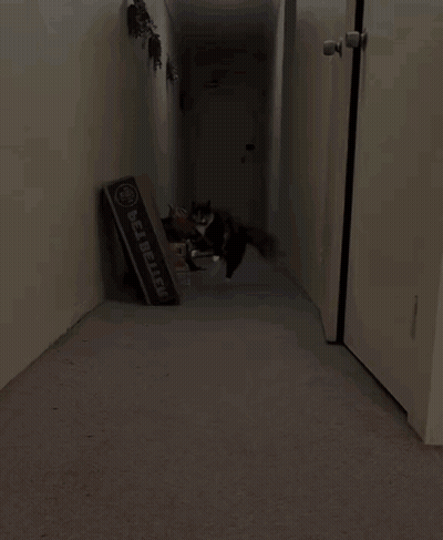 A Cat Is Walking Down A Hallway Next To A Box That Says Bel-Bellew GIF