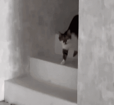A Cat Is Walking Down A Set Of White Stairs . GIF