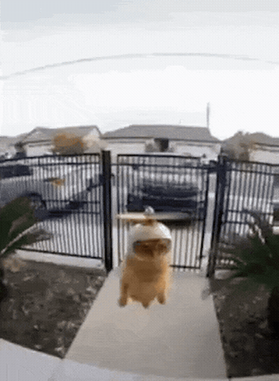 A Cat Is Walking Down A Sidewalk In Front Of A Fence . GIF