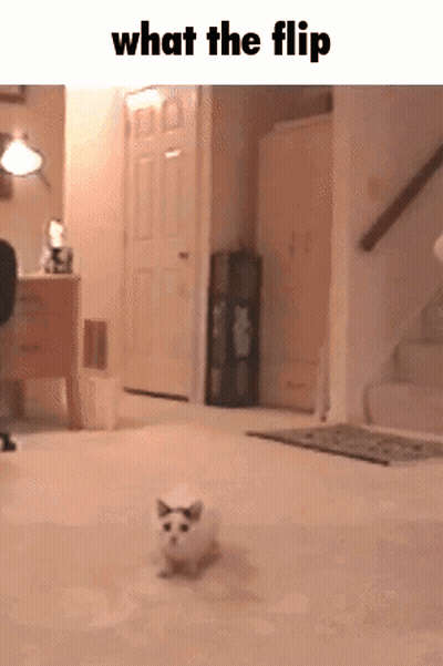A Cat Is Walking In A Hallway With The Words What The Flip Above It GIF