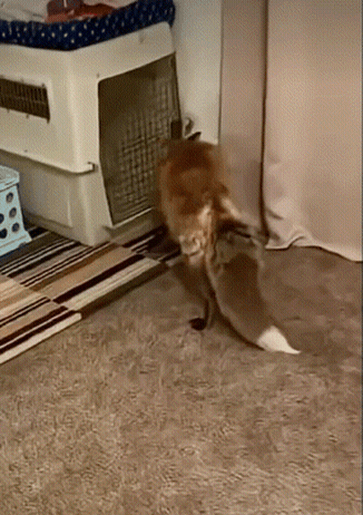 A Cat Is Walking In A Room Next To A Cage GIF