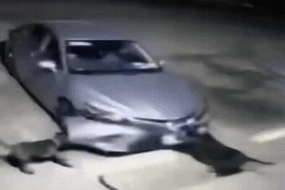 A Cat Is Walking In Front Of A Car That Has Been Damaged In A Car Accident . GIF