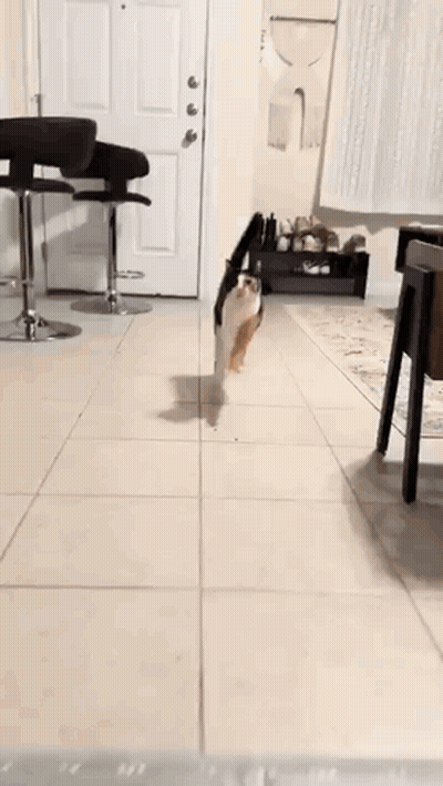 A Cat Is Walking On A Leash In A Living Room Next To A Ruler . GIF
