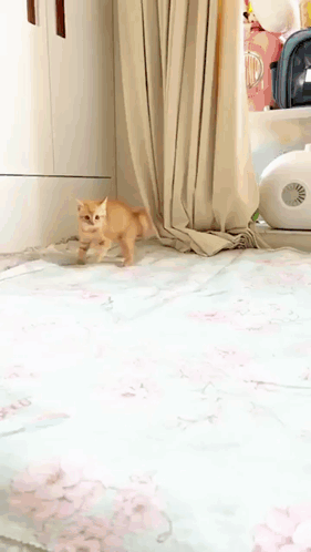 A Cat Is Walking On A Rug In A Room Next To A Curtain . GIF