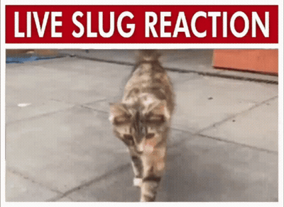 A Cat Is Walking On A Sidewalk Under A Sign That Says " Live Slug Reaction " GIF