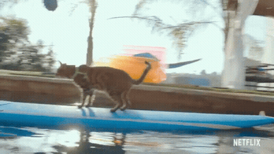 A Cat Is Walking On A Surfboard In The Water With A Netflix Logo In The Corner GIF