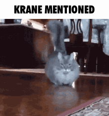 A Cat Is Walking On A Wooden Floor In A Living Room With The Words Krane Mentioned Above It . GIF