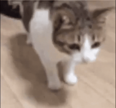 A Cat Is Walking On A Wooden Floor In A Room . GIF