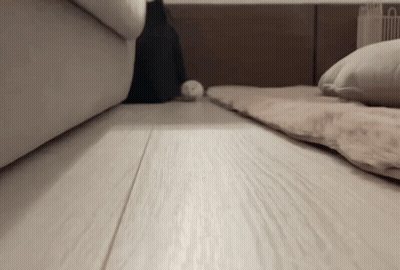 A Cat Is Walking On A Wooden Floor Next To A Couch And A Bed . GIF