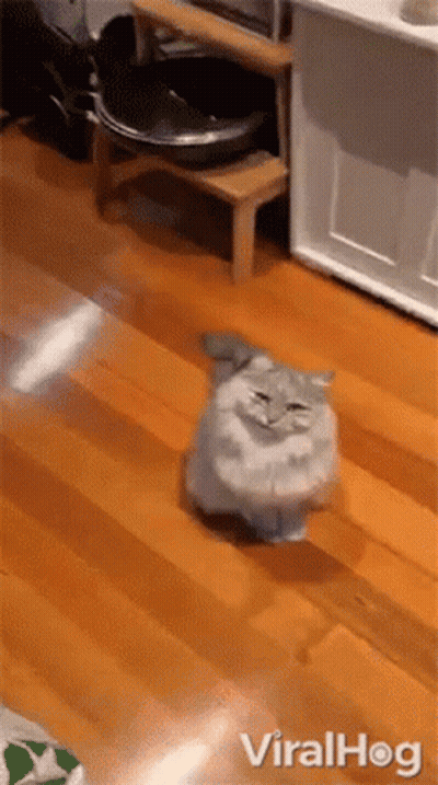 A Cat Is Walking On A Wooden Floor Next To A Litter Box GIF