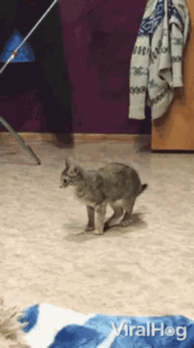 A Cat Is Walking On The Floor In A Room With A Blue Blanket On The Floor . GIF