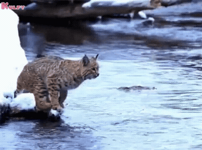 A Cat Is Walking Through A Body Of Water With The Word Kulpy Written On The Bottom GIF