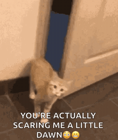 A Cat Is Walking Through A Door With The Words `` You 'Re Actually Scaring Me A Little Dawn '' . GIF